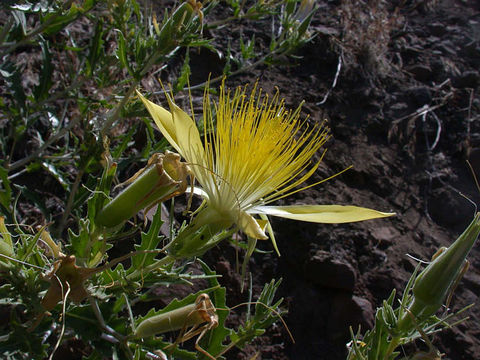 Image of giant blazing star