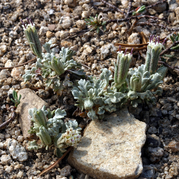 Image of southern Sierra pincushion