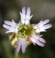 صورة Silene sargentii S. Wats.