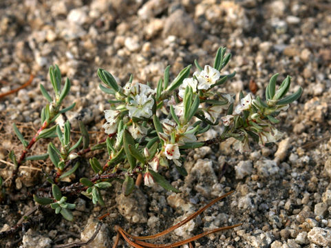 Plancia ëd Polygonum shastense Brewer ex A. Gray