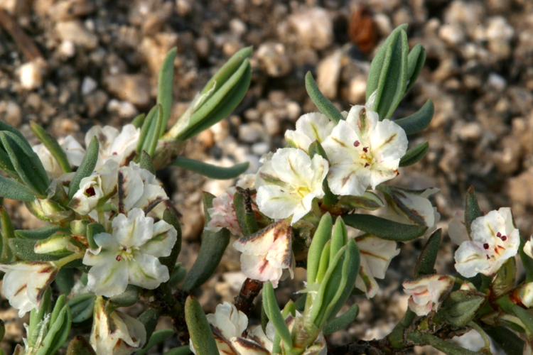 Image of Shasta knotweed