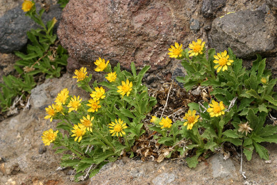 Image of Lake Tahoe serpentweed