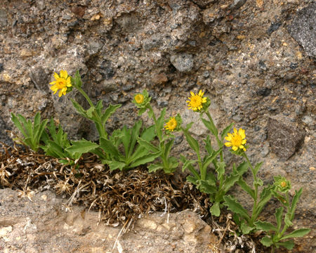 Image of Lake Tahoe serpentweed