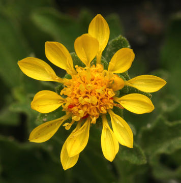 Image of Lake Tahoe serpentweed