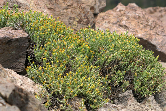 Image of whitestem goldenbush