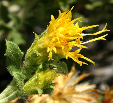 Image of whitestem goldenbush