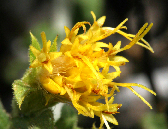 Imagem de Ericameria discoidea (Nutt.) G. L. Nesom