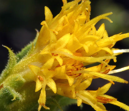 Image of whitestem goldenbush