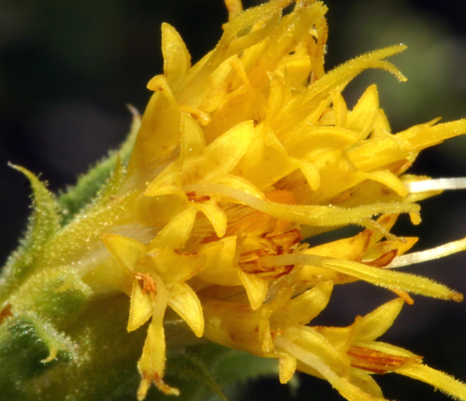 Ericameria discoidea (Nutt.) G. L. Nesom resmi