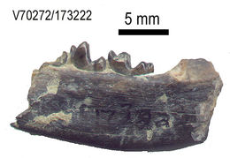 صورة Palaeosinopa Matthew 1901