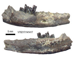 صورة Palaeosinopa incerta Bown & Schankler 1982