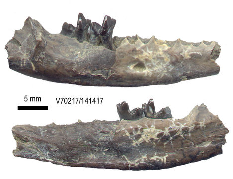 Palaeosinopa incerta Bown & Schankler 1982 resmi