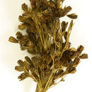 Image de Juncus hesperius (Piper) Lint