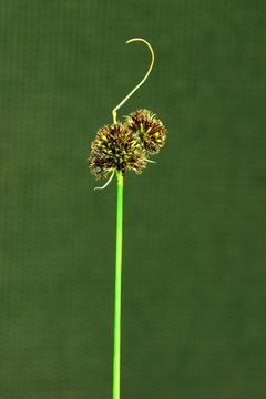 Juncus bolanderi Engelm. resmi