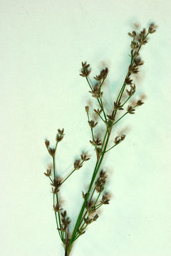 Imagem de Juncus oxymeris Engelm.