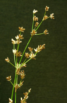 Image de Juncus oxymeris Engelm.