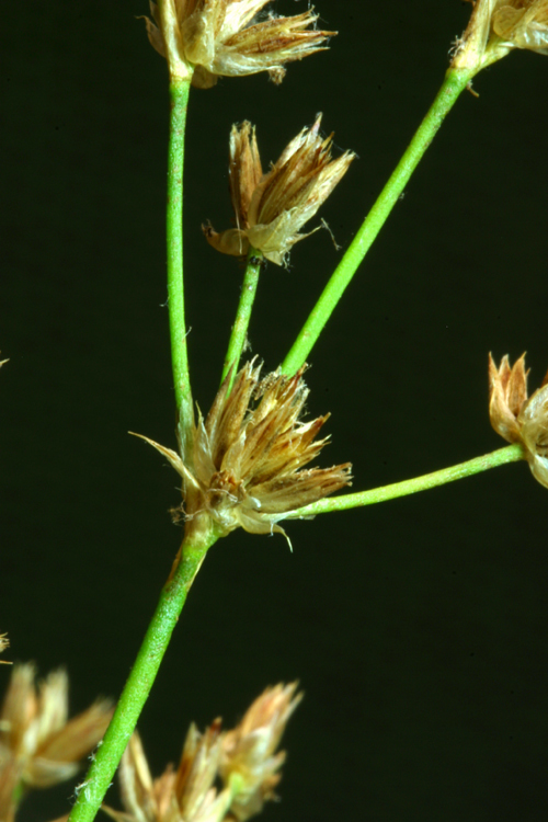 Image of Pointed Rush