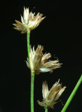 Sivun Juncus oxymeris Engelm. kuva