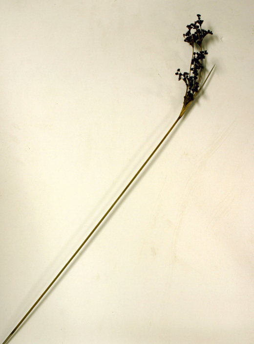 Image of spiny rush