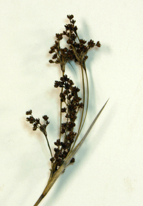 Image of spiny rush