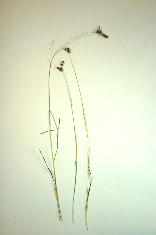 Слика од Juncus marginatus Rostk.