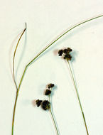 Image of grassleaf rush