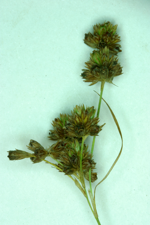 Image of grassleaf rush