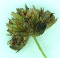 Image of grassleaf rush