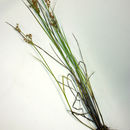 Juncus acuminatus Michx. resmi