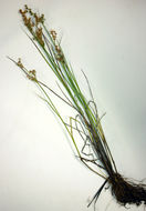 Juncus acuminatus Michx. resmi