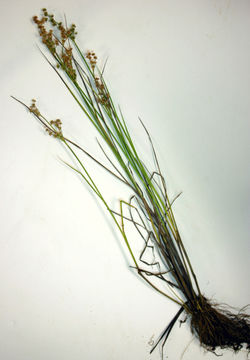 Juncus acuminatus Michx.的圖片