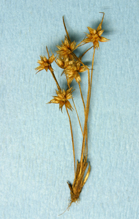 Image of dwarf rush