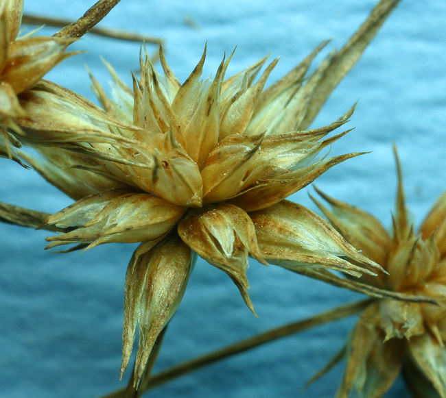 Image of dwarf rush