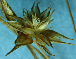 Image of dwarf rush