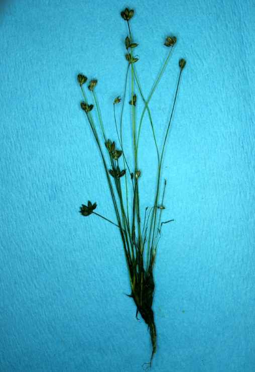 Imagem de Juncus triformis Engelm.