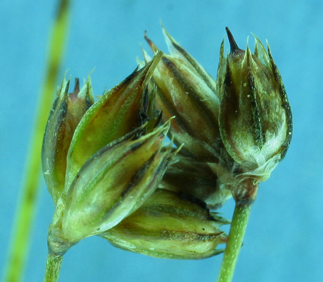 Imagem de Juncus triformis Engelm.