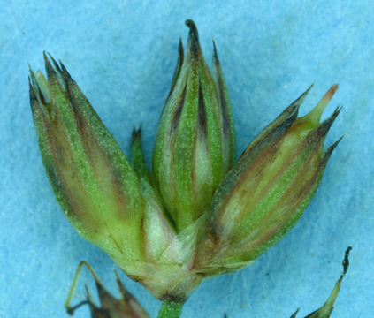 Imagem de Juncus triformis Engelm.