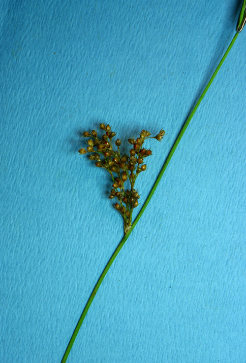 Plancia ëd Juncus patens E. Meyer