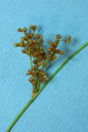 Plancia ëd Juncus patens E. Meyer