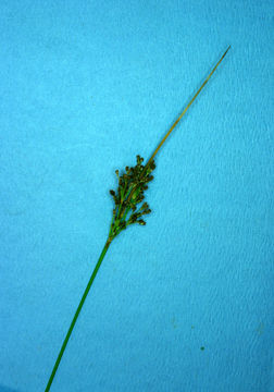 Image of Juncus laccatus P. F. Zika