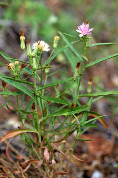 Image of lettuce wirelettuce