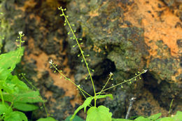 Imagem de Circaea alpina subsp. pacifica (Aschers. & Magnus) A. Löve & D. Löve