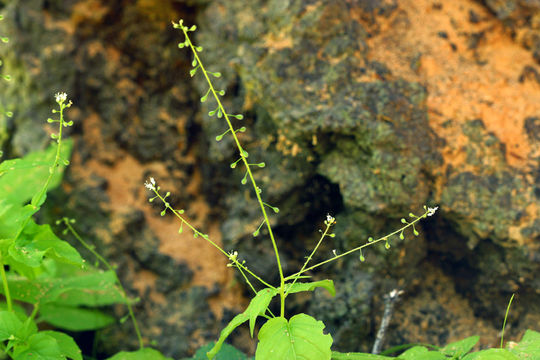 Image of small enchanter's nightshade