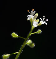 Imagem de Circaea alpina subsp. pacifica (Aschers. & Magnus) A. Löve & D. Löve