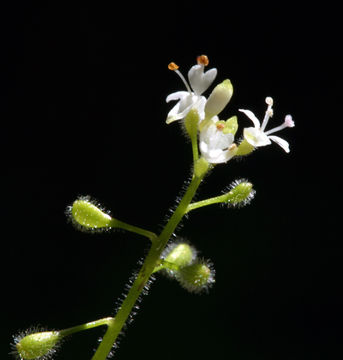 Image of small enchanter's nightshade