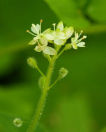 Imagem de Circaea alpina subsp. pacifica (Aschers. & Magnus) A. Löve & D. Löve