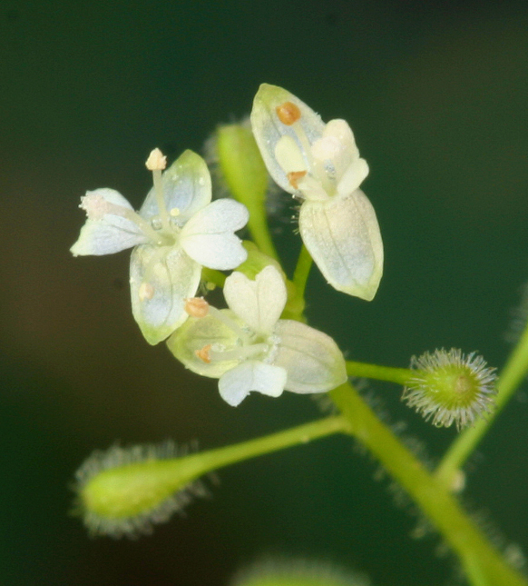 Imagem de Circaea alpina subsp. pacifica (Aschers. & Magnus) A. Löve & D. Löve