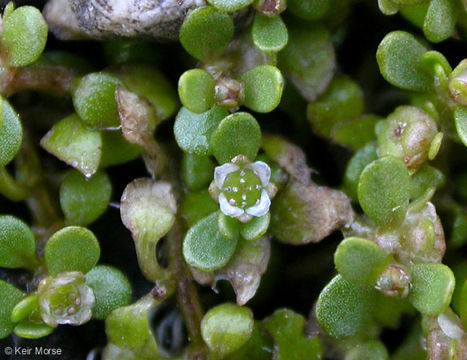 Image of California Waterwort