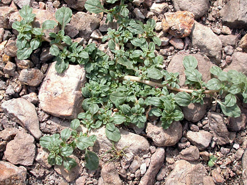 Image of California amaranth