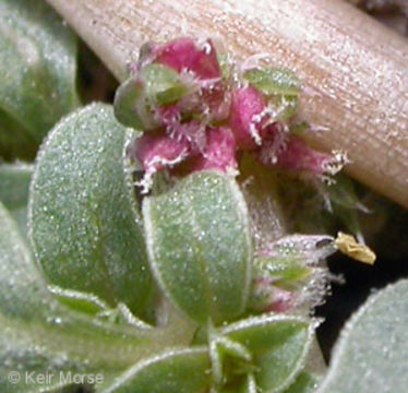 Image of California amaranth